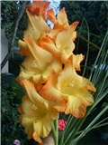 Gladiola, sabljica