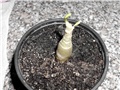 adenium