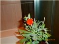 senecio
