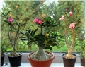 Adenium 