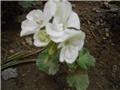 bijela pelargonija