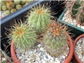 copiapoa gigantea