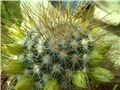mammillaria