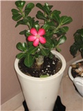 adenium