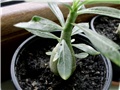 adenium