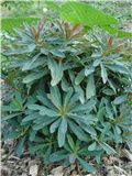 Euphorbia amygdaloides purpurea