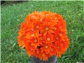 Rebutia marsoneri