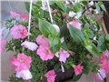 Kombinacija Tradescantia-Potunija