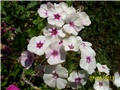 Phlox