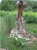 panjek