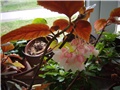 begonia