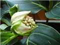 Medinila Magnifika