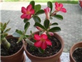 adenium