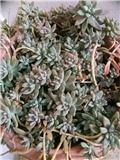 Graptopetarum