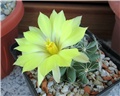 mammillaria longimamma