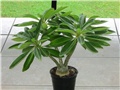 Pachypodium decaryi