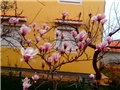 magnolia