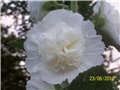Vrtni sljez-althea rosea