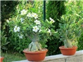 Adenium obesum