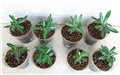 Adenium somalense nova