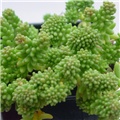 sukulent Sedum Borchii Sport