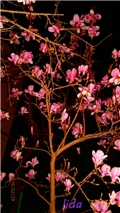 magnolija c