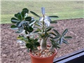Adenium obesum, sijanci 2012
