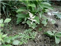 astilbe