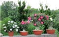 Schlumbergera - Adenium