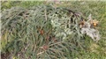 kisela gredica