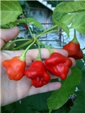 biskupska kapica 20120909