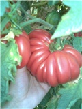 moj paradajz