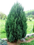 Juniperus communis Stricta