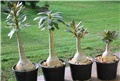 Adenium socotranum