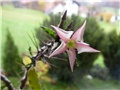Pachypodium saundersii
