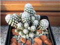 mammillaria theresae
