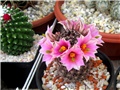 Mammillaria sheldonii