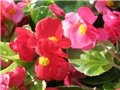 Begonia