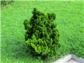  Chamaecyparis obtusa Nana Gracilis