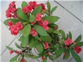 euphorbia milli