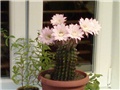 Kaktus u cvatu (Echinopsis oxygena)