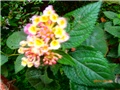 lantana