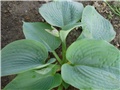 hosta