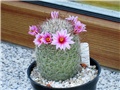 mammillaria grahamii