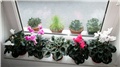 cyclamen persicum