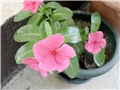 vinca5