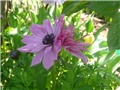 anemone