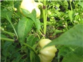 Paprika paradajzerica