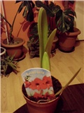amarilis crveni