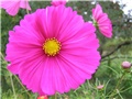 Cosmos